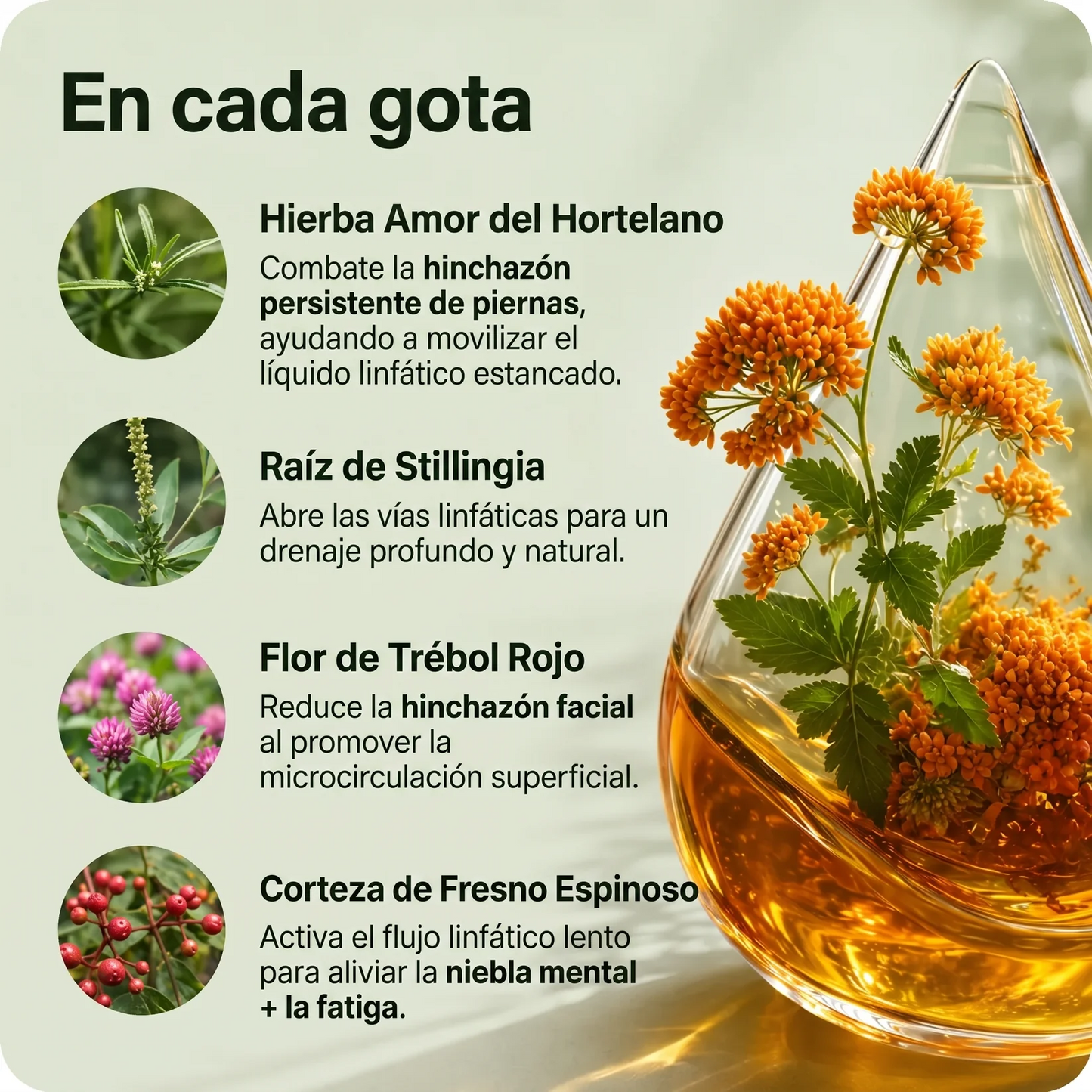 Drenaje Linfático Mayaverra — Gotas Naturales